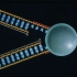 3D动画演示：DNA复制，转录，基因组，高通量测序...