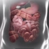医学动画：食物在人体内吸收的过程