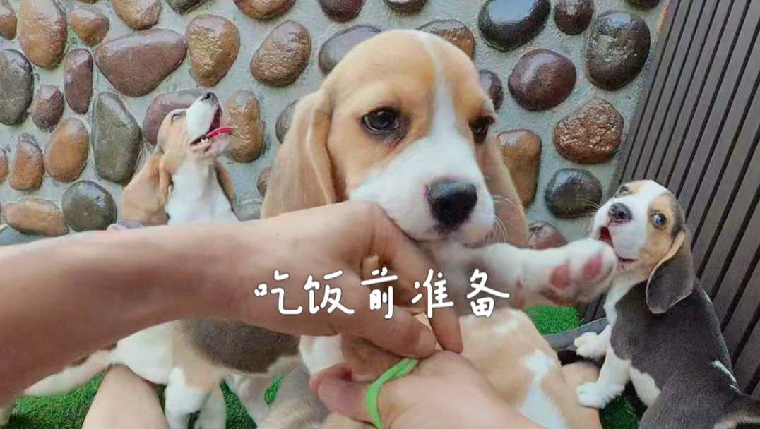 吃饭前准备