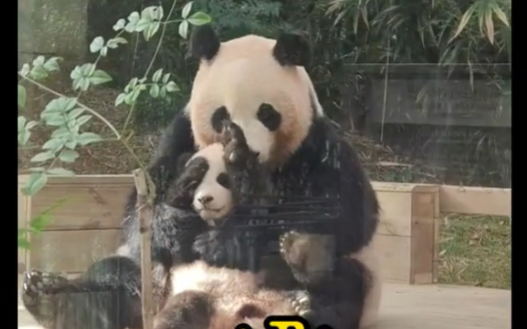 210109 游客拍 大熊猫华妮带崽 大熊猫福宝 熊猫团子