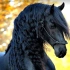【油管搬运】马 (Horse) 8 Most Beautiful Horses on Planet Earth