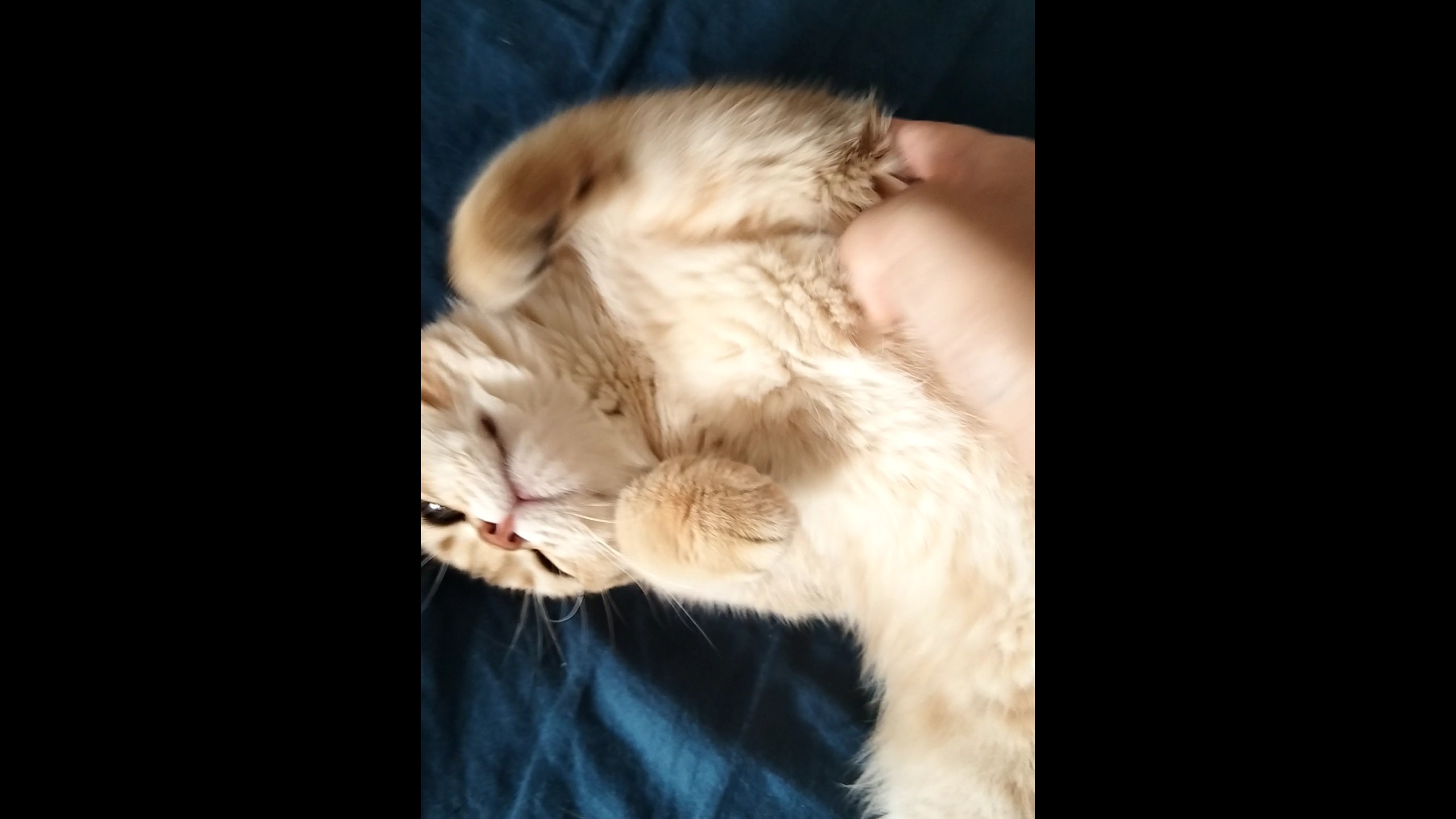 猫可以把胳膊肘放在身体里面诶！！！