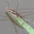 随拍-常见的水上爬的昆虫-一对水黾