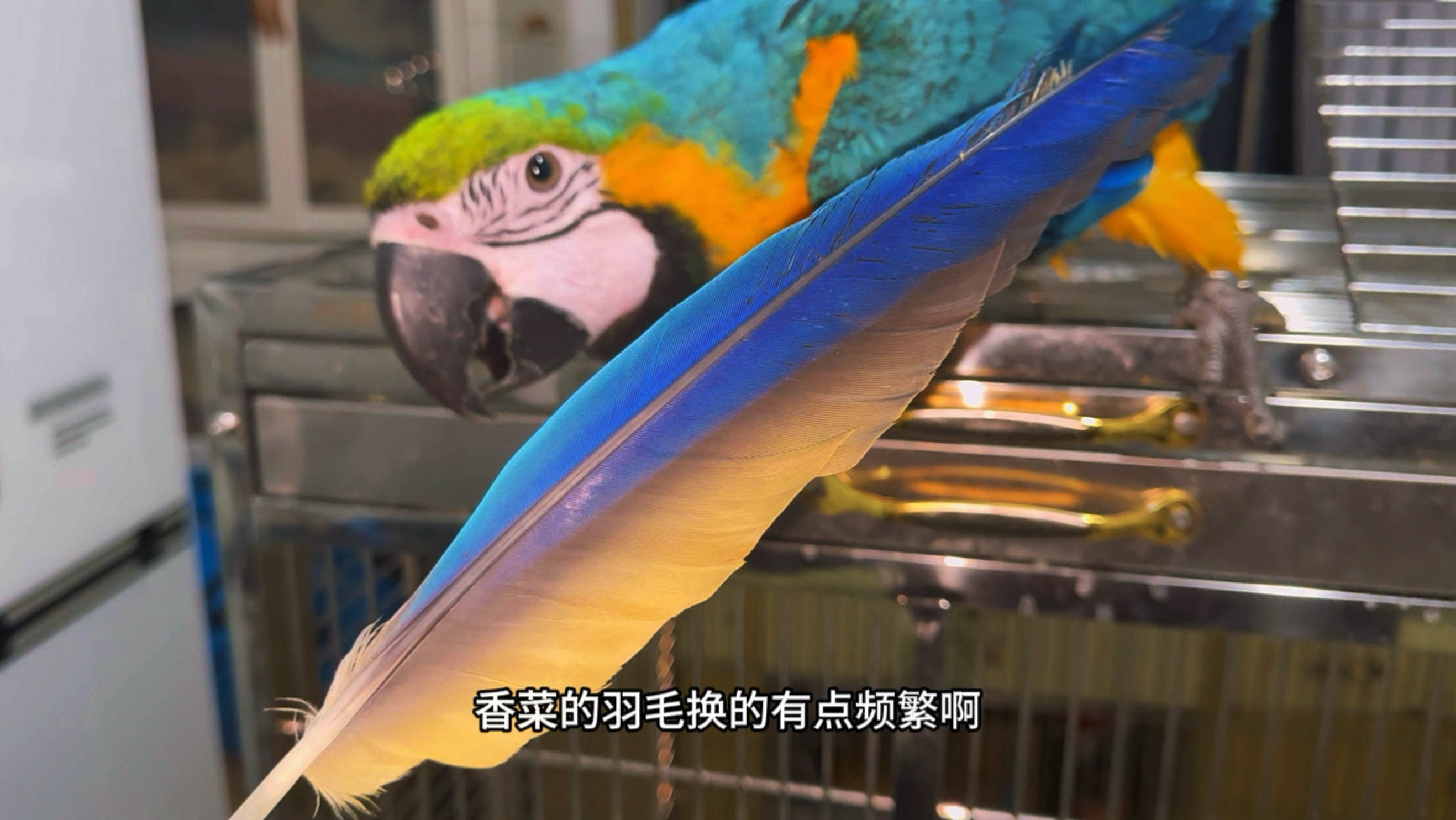 香菜这换毛速度有点太快了吧，我都有点怀疑它的真实年龄了！