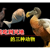 那些被人类吃灭绝的动物，从50亿只到1只不剩，只用了一百年