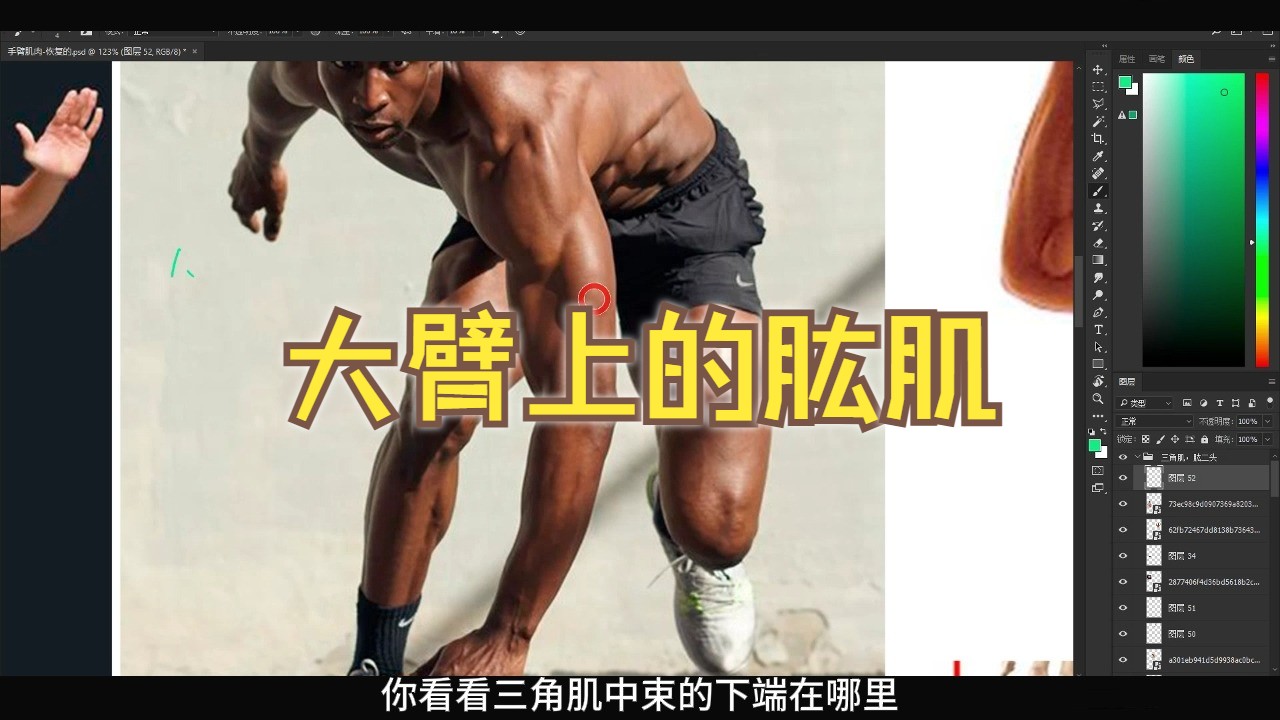 【手臂干货】肱肌结构分享，别错过！