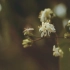 【可商用视频素材】复古花卉空镜唯美自然视频素材