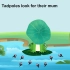 Tadpoles look for their mum