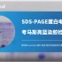 【Bio-protocol】SDS-PAGE蛋白电泳、考马斯亮蓝染胶检测蛋白