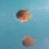 【无声】冰中翱翔的水母