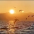 洱海边日落和海鸥