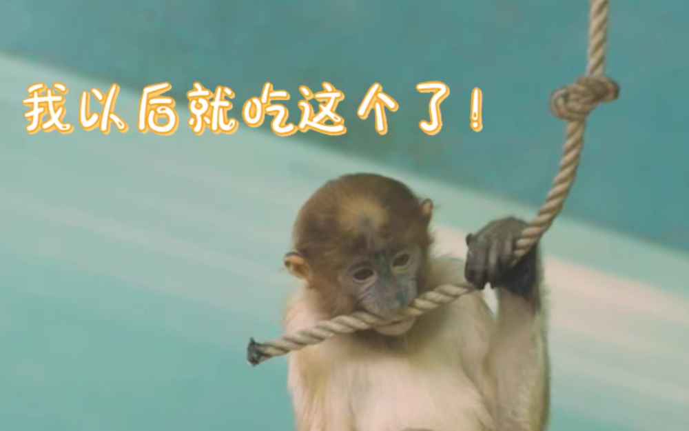 小猴初断奶 模仿猴爸学习进食【动物圈的问号脸2】