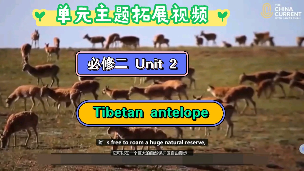 [高中英语单元主题拓展] 必修二 Unit 2 Tibetan antelope