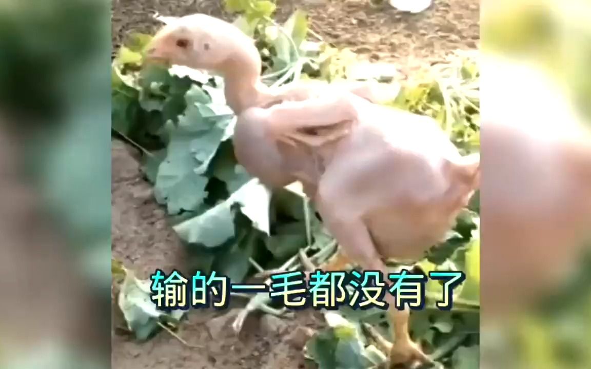 输的一毛都没有了