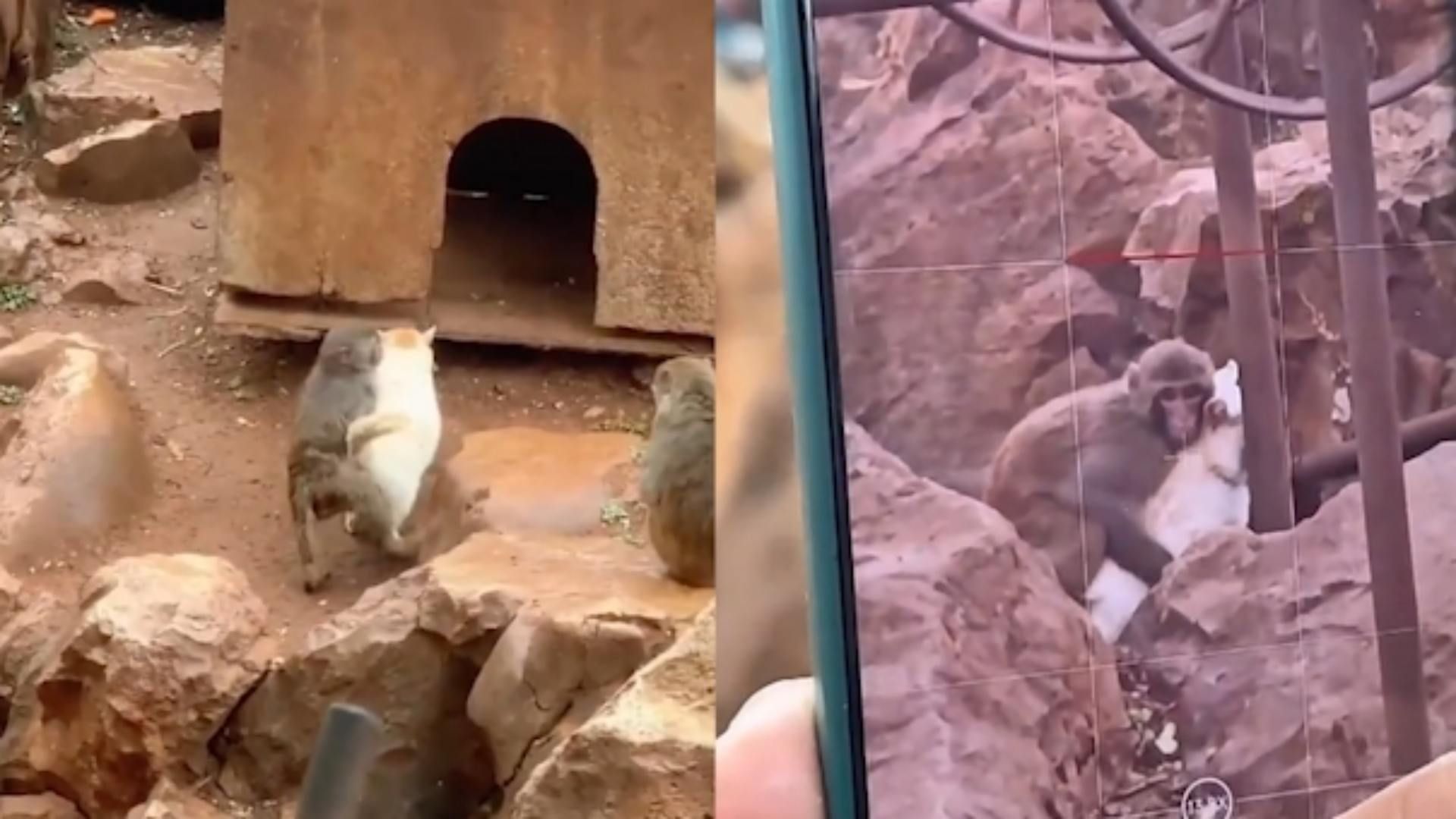 南京红山动物园为昆明动物园的猫发声：与猴混养肯定不合适