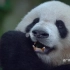 吃竹子的可爱大熊猫视频素材