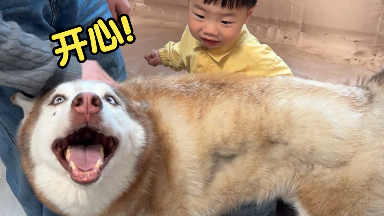 人类幼崽从小就拥有六只狗，看看他最喜欢谁？