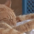 【纪录片】岩合光昭的猫步走世界 之「山形」