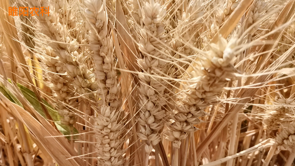 这个小麦新品种，最高亩产852公斤，穗大抗倒又高产