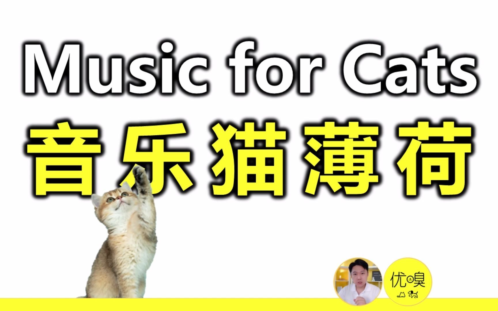 音乐做的猫薄荷 - 这些专门给猫听的音乐，能让猫咪快乐起来、或者平静下来