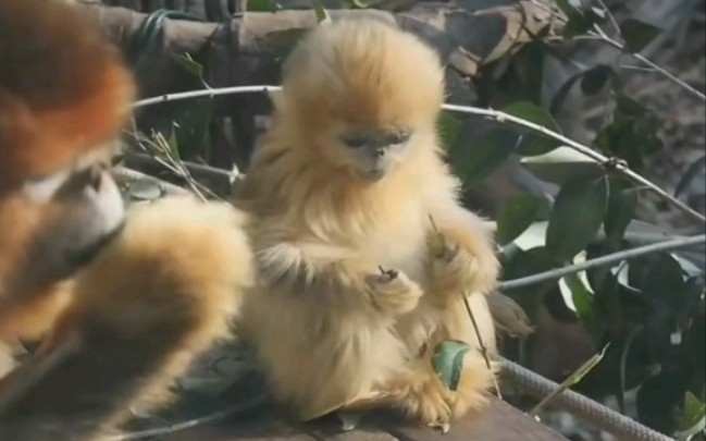 瑞瑞真的太可爱了，迷倒万千人猴-南京市红山森林动物园1月26日直播录屏