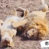 狮子“阿斯兰”试图与母狮保持距离！