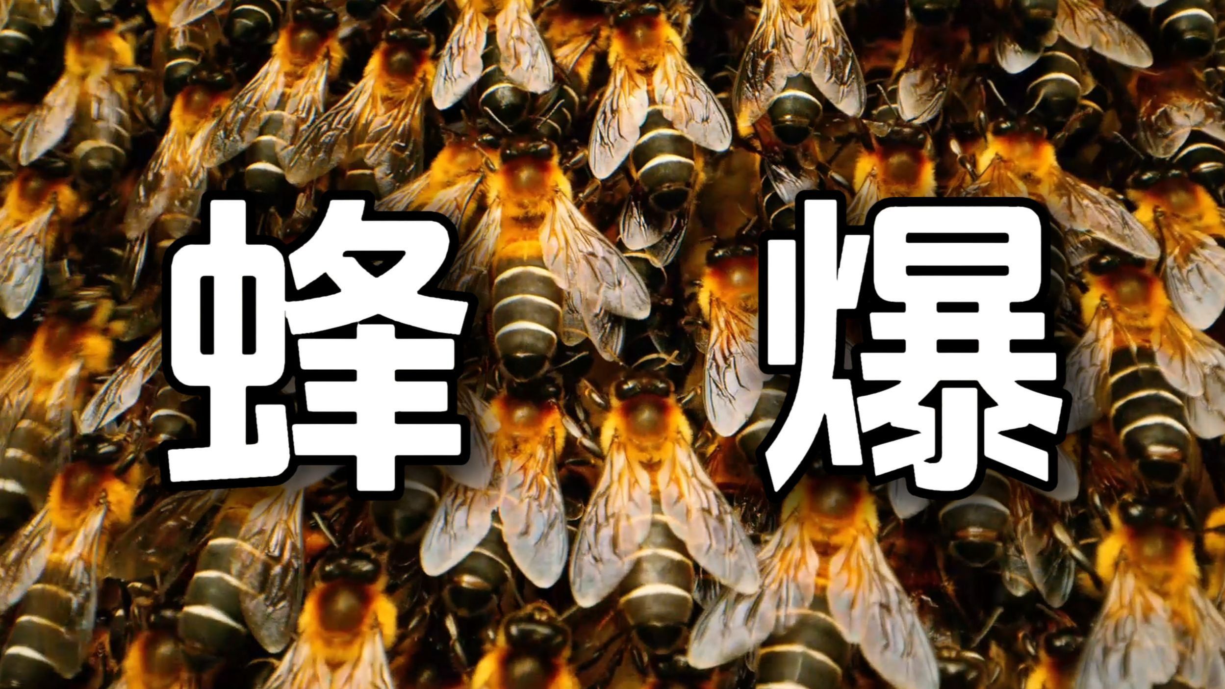 大黄蜂入侵蜂巢，竟被上万只蜜蜂活活热死！