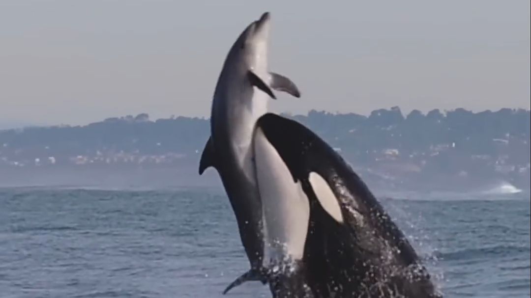《海洋霸主的流氓行为》
