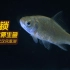 有多少人知道金鱼的祖先原来是它！—武汉凤凰湖解锁鲫鱼