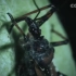 【精彩片段】橙斑猎蝽捕食蟋蟀！贪婪的昆虫猎手！