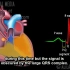 心脏传导系统和理解心电图（ECG）动画