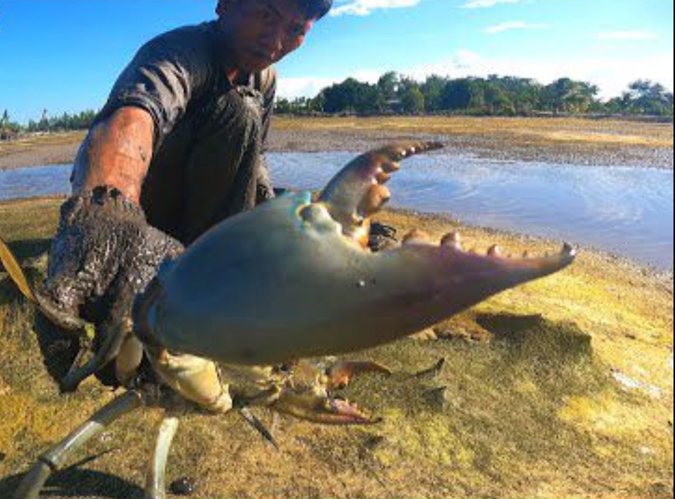 国外职业抓蟹人，印尼红树林旁抓两斤大的青蟹，手法相当专业
