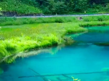 99%游客都不知道的九寨沟冷门徒步路线，原始森林-芳草海天鹅海，不一样的美，并且人很少