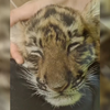 快来看看这无毛猫有多可爱