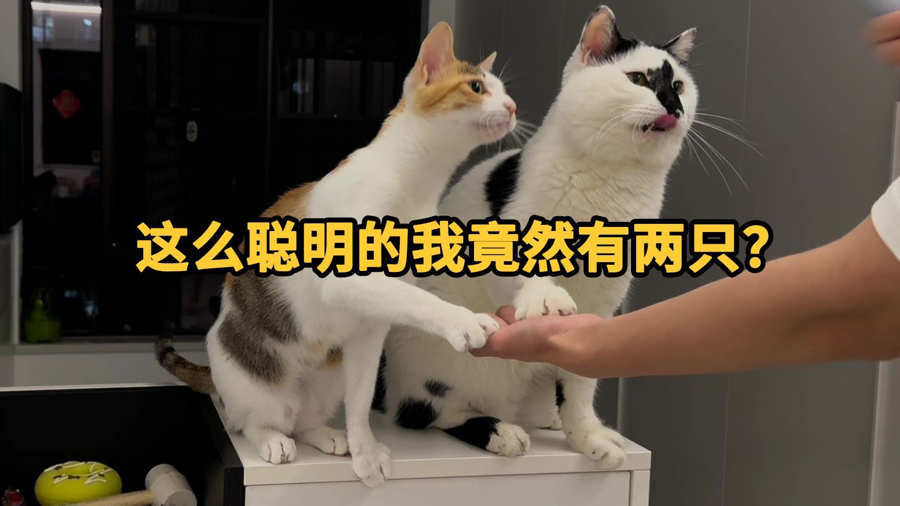 我好像又捡到了隐藏款的高智商小猫…