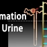 （中英）肾脏生理学：动画演示尿液的形成过程