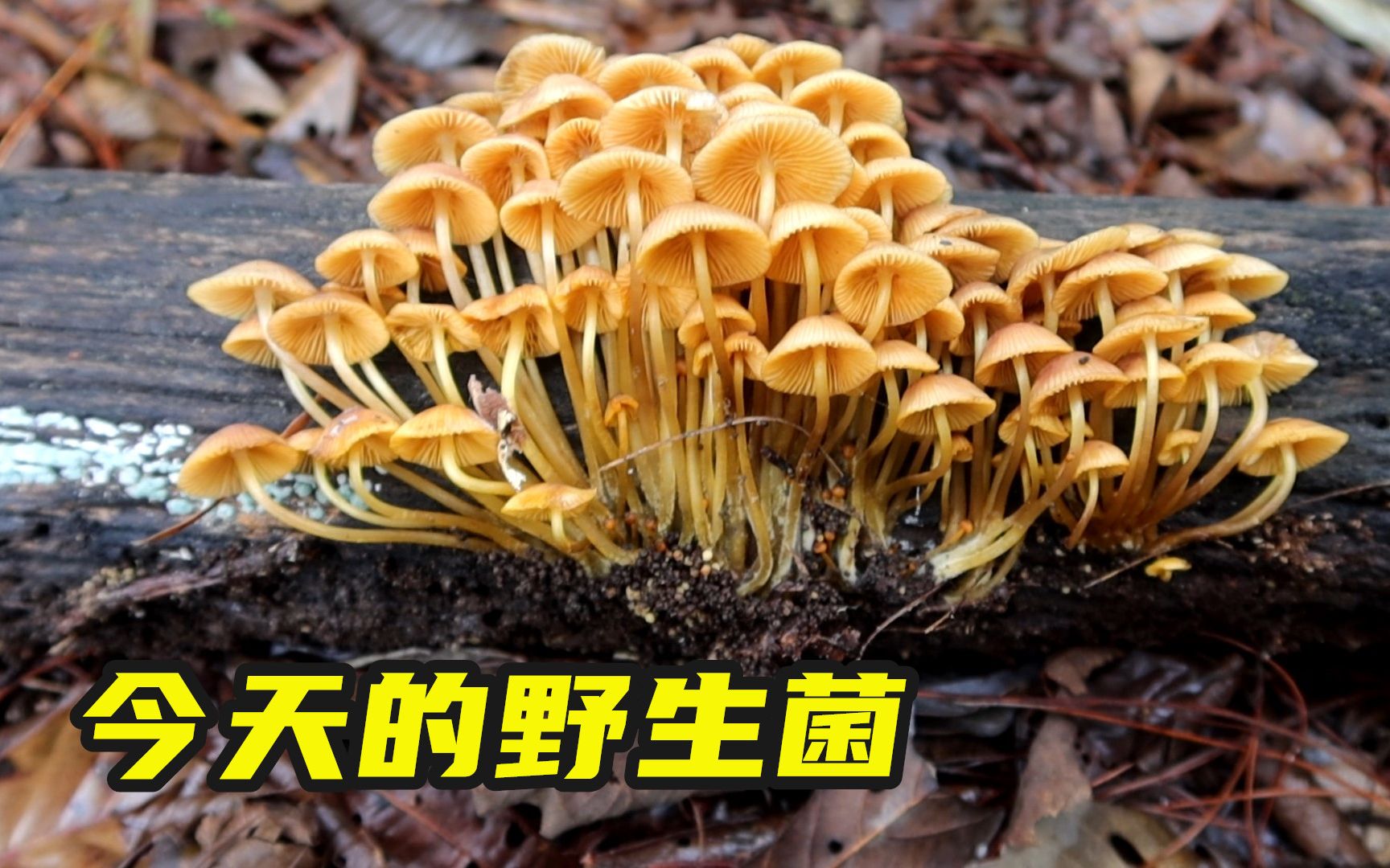 好像到了野生菌季节，做野生菌盖饭吧