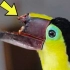 可怜的小鸟鸟嘴断了，人们居然用3D打印给它安了个新的@油兔不二字幕组