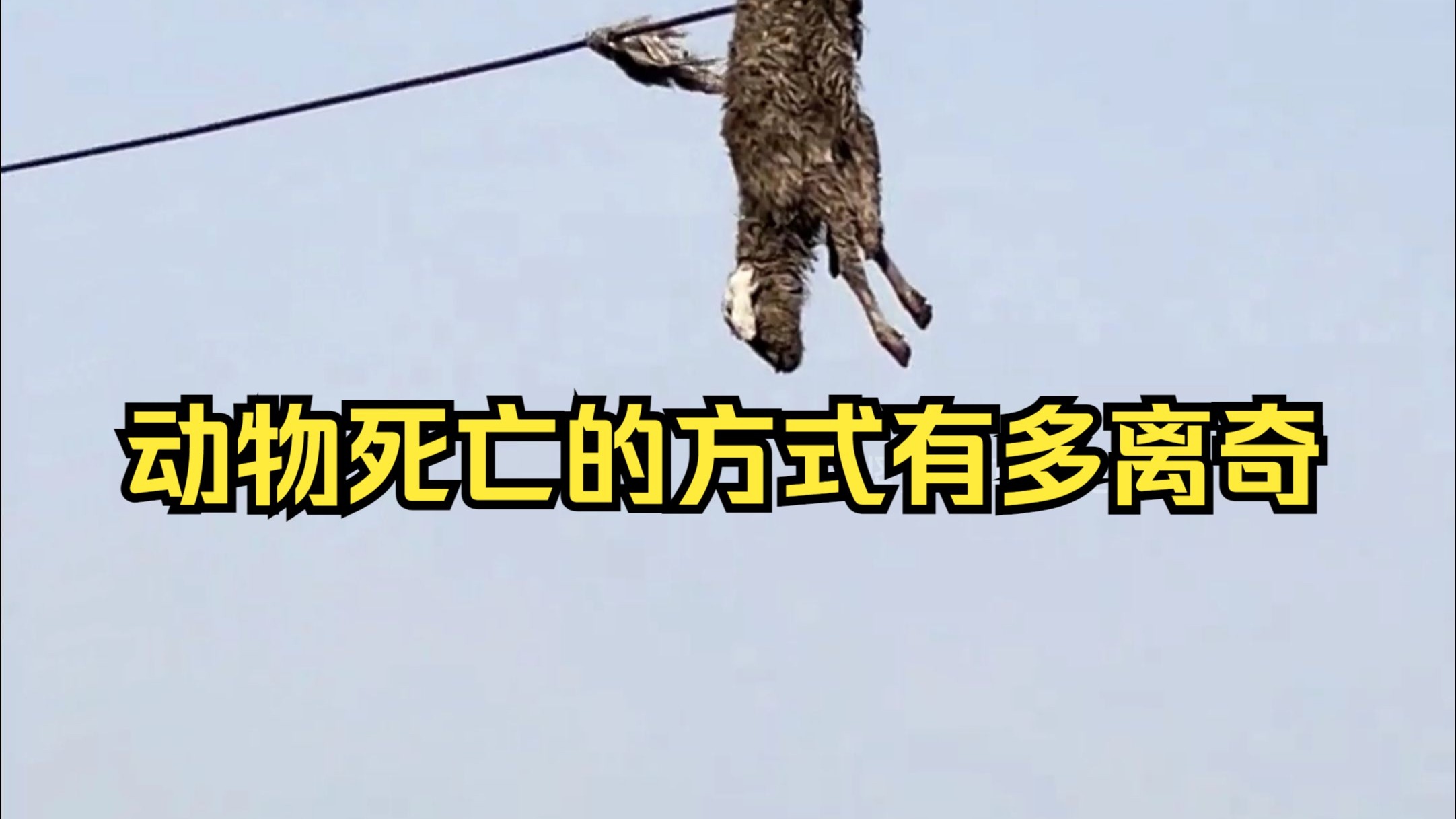 动物离奇死亡鉴定31