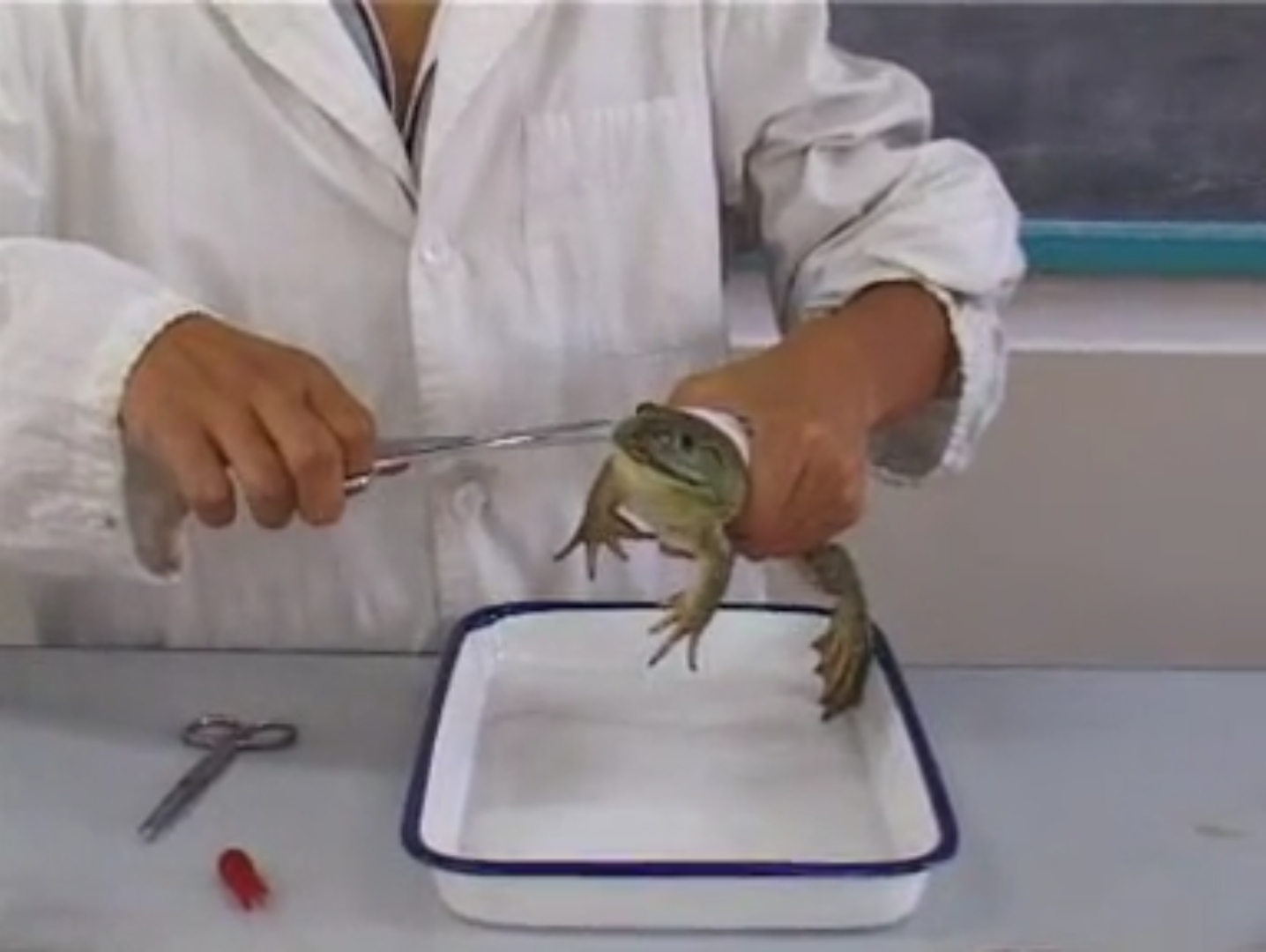 蛙的屈反射反射弧图解-图库-五毛网