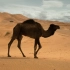 你见过开阔沙漠里的骆驼队吗？