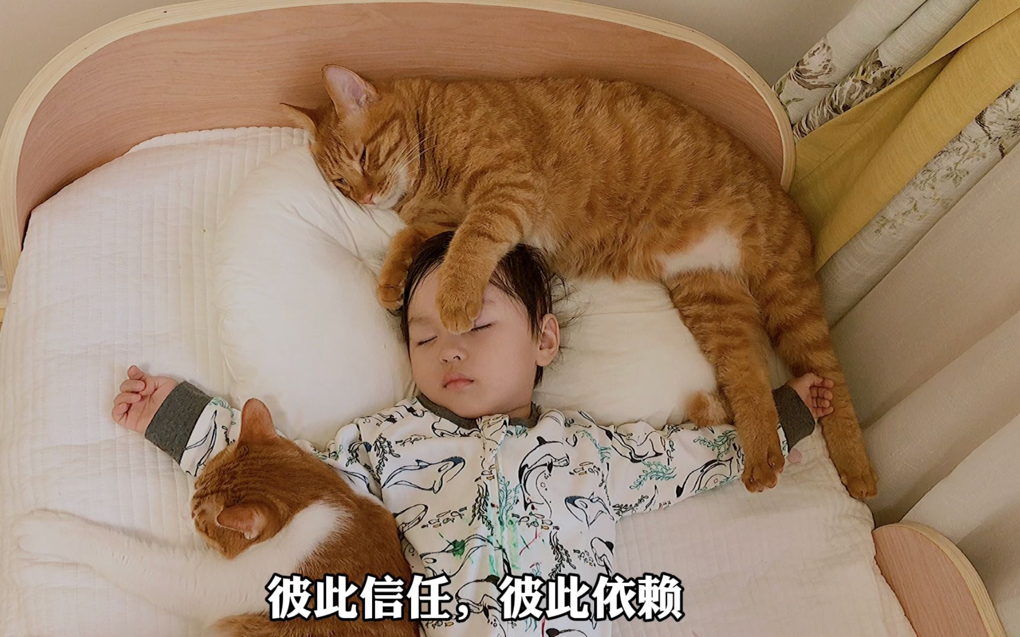 捡回来的小橘猫喜欢和人类幼崽抢枕头，抢着抢着就长大了