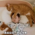 捡回来的小橘猫喜欢和人类幼崽抢枕头，抢着抢着就长大了