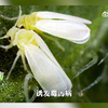 烟粉虱如何识别与防治  来源：央视三农