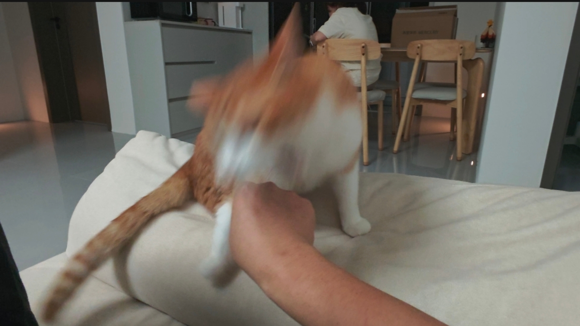 人的反应速度是猫的？