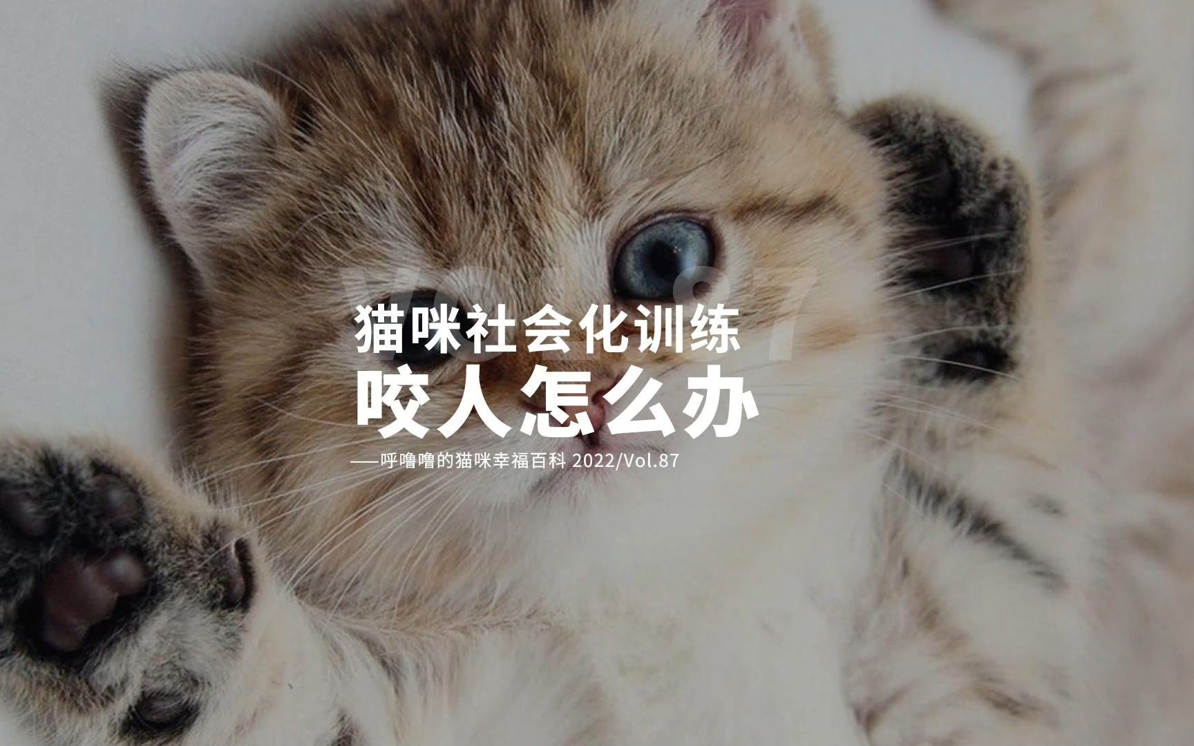 【社会化】小猫咪从小爱咬人怎么办？