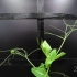 豆子生长的延时摄影，看看植物生长的自然奇迹