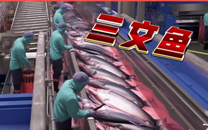 【生产线】三文鱼从养殖到加工全过程