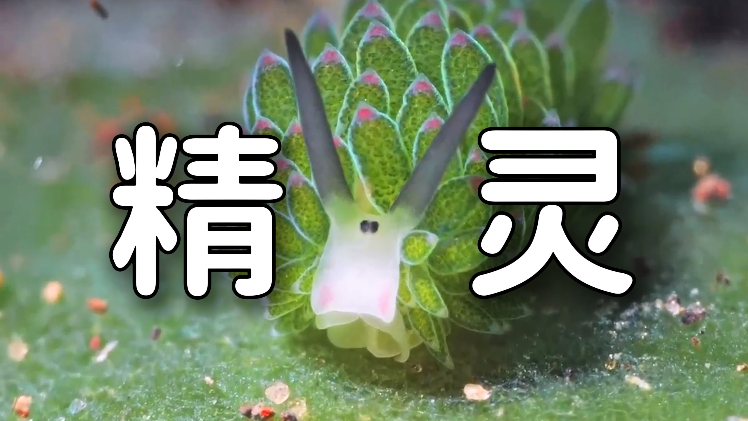 “ 填补了海洋里没有羊的遗憾 ”