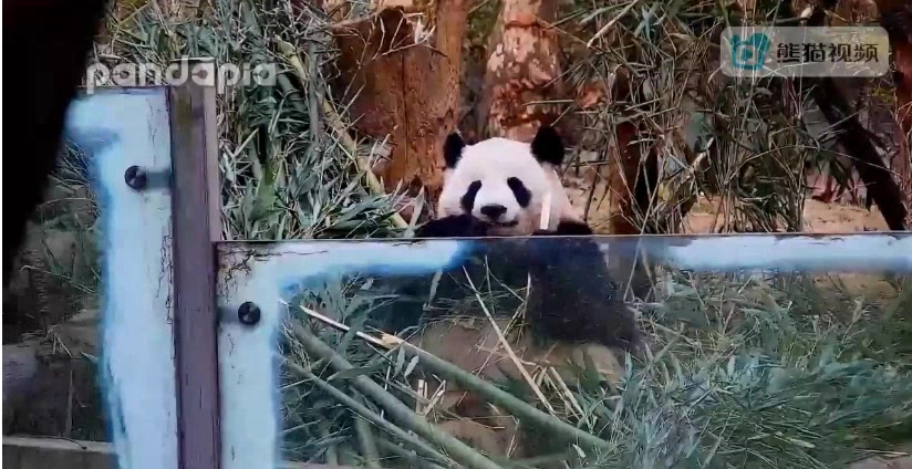 20190115《大熊猫淼淼》胖小姐,不,现在是胖麻麻,脸不小呀哔哩哔哩bilibili